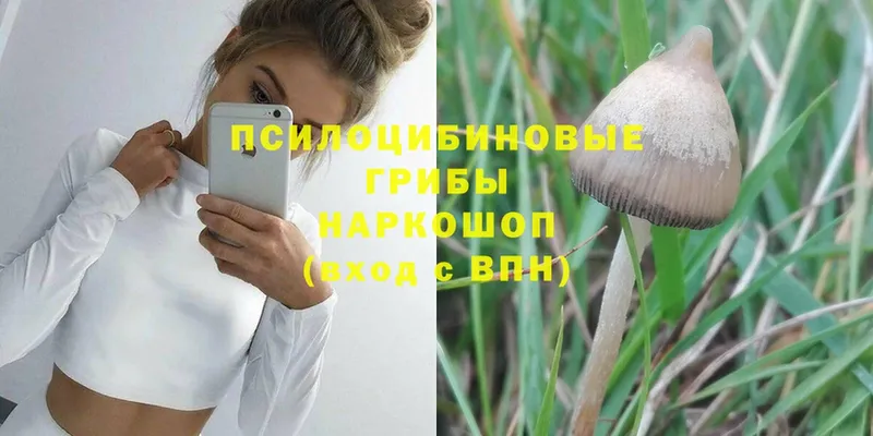 Псилоцибиновые грибы MAGIC MUSHROOMS  Баксан 