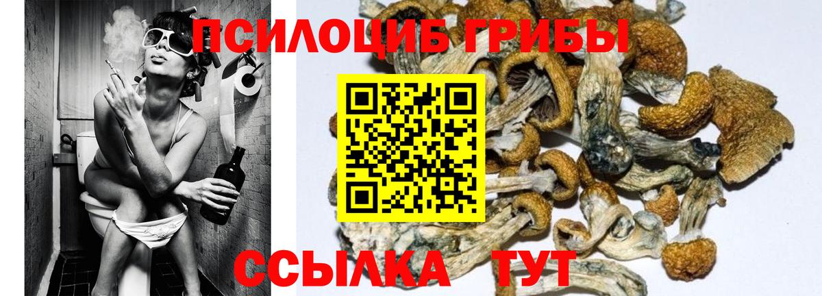 Баксан  Галлюциногенные грибы Psilocybe  Вход с VPN  Галлюциногенные грибы прущие грибы 